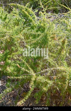 Esparraguera blanca (Spargel albus) ist ein im westlichen Mittelmeerraum heimischer Sträucher. Dieses Foto wurde im Naturpark Cabo de Gata, Almeria, an, aufgenommen Stockfoto