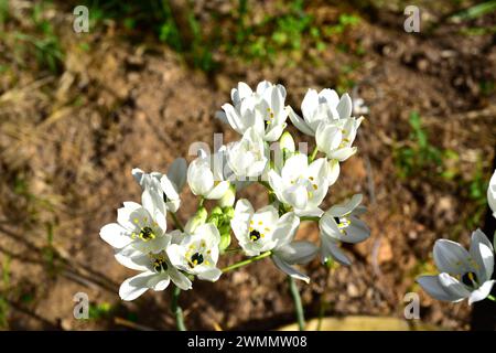 Arabisch's Eye oder arabische Sternblume (Ornithogalum arabicum) ist ein mehrjähriges Kraut, das in Nordafrika und Südeuropa beheimatet ist. Blumendetail. Stockfoto