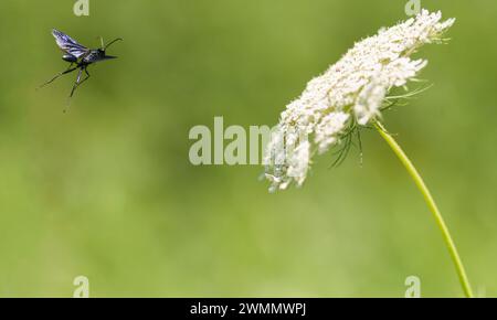 Eine blaue Schlammwespe (Chalybion californicum) im Flug in der Nähe von Königin Annes Spitze (Daucus carota). Stockfoto