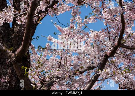 Wunderschöne rosa Japanische Kirschblüten (Sakura) im Frühling an einem sonnigen, hellen Tag Stockfoto