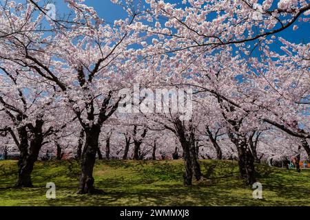 Wunderschöner Frühling Sakura im Goryokaku Park, Hakodate, Hokkaido (Japan) Stockfoto