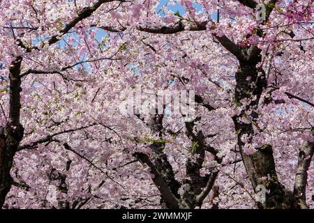 Wunderschöne rosa Japanische Kirschblüten (Sakura) im Frühling an einem sonnigen, hellen Tag Stockfoto