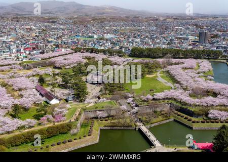 Goryokaku Park in Hakodate während der Frühlingsblüte der Kirschblüte (Sakura). (Hokkaido, Japan) Stockfoto