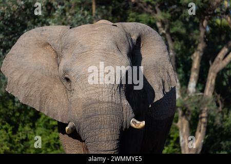 Nahaufnahme Porträt des afrikanischen Elefanten in Natural Habitat, Südafrika Stockfoto