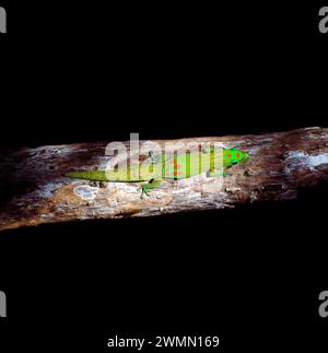 Gold Dust Day Gecko, Hawaii, USA Stockfoto