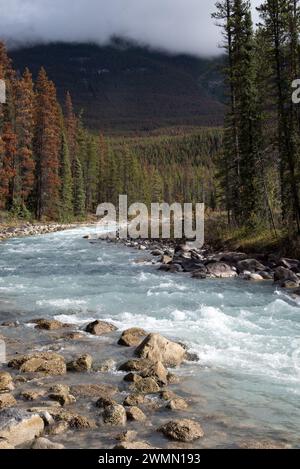 Sunwapta Falls iis ein spektakulärer Wasserfall nur 18 Meter hoch über einem Felsrand im Jasper National Park in Alberta in Kanadas Rocky Mountains Stockfoto