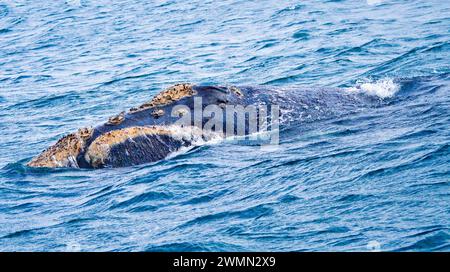 Südlicher rechter Wal, Eubalaena australis, Gansbaai, Westkap, Südafrika, Afrika Stockfoto