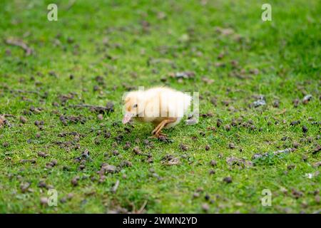 Ein kleines neugeborenes Entlein, das auf grünem Gras auf dem Hof läuft. Gelber, süßer Gosling, der auf dem Wiesenfeld läuft. Stockfoto