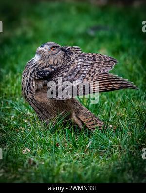 Eine eurasische Uhu, die mit offenen Flügeln auf einem grasbewachsenen Feld steht Stockfoto
