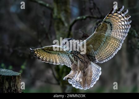 Eine majestätische eurasische Uhu, die mit ausgestreckten Flügeln in die Höhe steigt Stockfoto