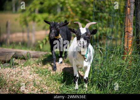 Zwei süße kleine schwarz-weiße Ziegen, die an einem sonnigen Tag auf einer Farm spazieren gehen Stockfoto