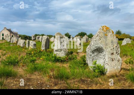 Stehende Steine (oder Menhirs) in der Menec-Ausrichtung in Carnac, Morbihan, Bretagne, Frankreich Stockfoto