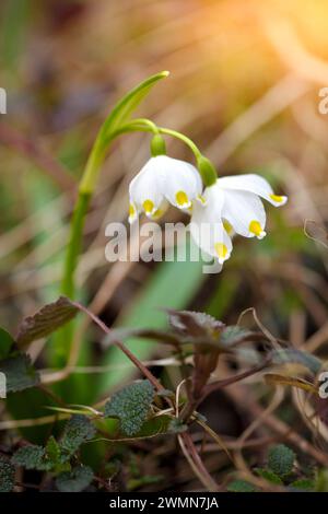 Frühlingsschneeflocken (Leucojum vernum). Weichzeichner Stockfoto