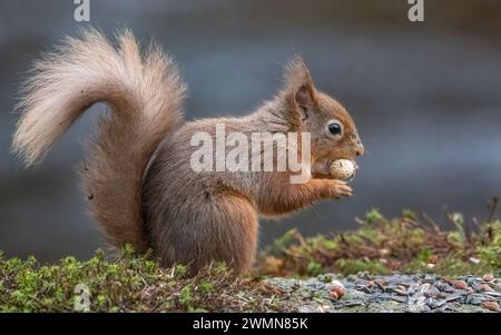 Eichhörnchen Stockfoto