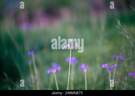 Eine Nahaufnahme kleiner lila Blumen, die auf dem Feld wachsen. Stockfoto