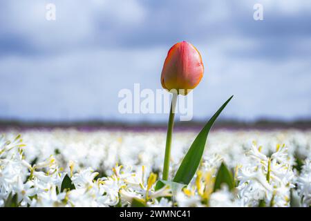 Blumenzwiebeln in der niederländischen Landschaft mit blühenden Frühlingsblumen wie Tulpen, Hyazinthen und Narzissen Stockfoto