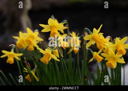 Narcissus Tete-a-tete Stockfoto