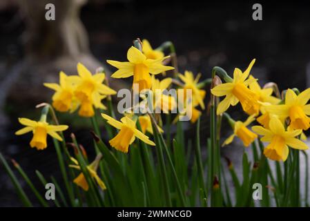Narcissus Tete-a-tete Stockfoto