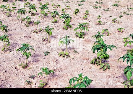 Tomatensträucher, die von Setzlingen im Garten gezüchtet werden, nur Blätter und Stiele. Es gibt noch keine Früchte oder Blumen. Stockfoto