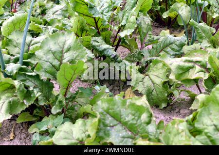 Breite Blätter mit roten Adern, das ist eine Rübenplantage. Stockfoto