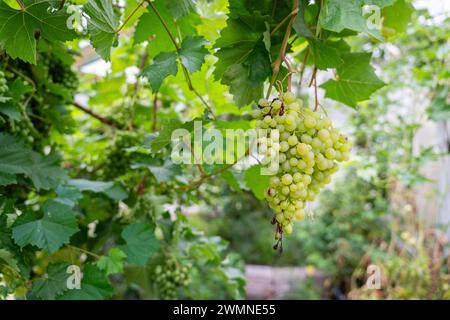Weiße Trauben im Gewächshaushintergrund. Weinrebe im Gewächshaus. Unreife grüne Trauben. Blätter und grüne Trauben. Grüner Hintergrund. Stockfoto