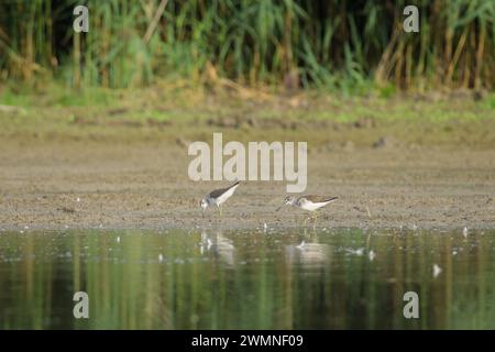 Zwei gemeine Greenshanks, die am Ufer eines Flusses nach Essen suchen, sonniger Tag im Herbst (Niederösterreich) Stockfoto