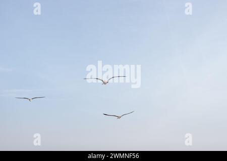 Möwen fliegen am Himmel bei Sonnenuntergang. Der Vogel wurde zur goldenen Stunde geschossen. Seevögel, Möwen. Nahaufnahme hochauflösender Möwenaufnahme. Stockfoto