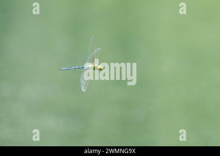 Eine KaiserLibelle Anax Imperator fliegt über Wasser, sonniger Tag im Frühling, Wien Österreich Prad am Stilfserjoch Italien Stockfoto