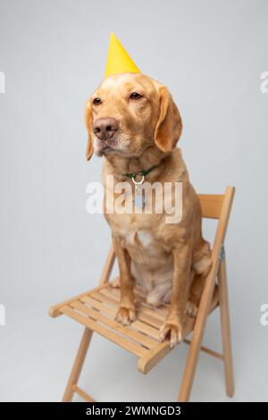 Vertikales Studio-Porträt von Retriever labrador mit gelbem Partyhut, auf einem Holzstuhl sitzend, auf weißem Hintergrund gedreht. Zu Hause Haustiere Hundezucht Stockfoto