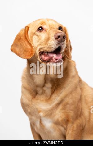 Nahaufnahme des vertikalen Studioporträts eines lächelnden Retrievers labrador auf weißem Hintergrund. Heimtiere Hundezuchtkonzept Stockfoto