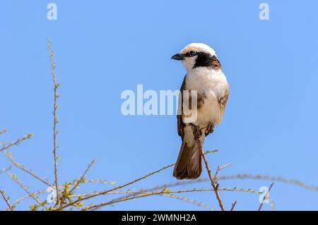 Südlicher Weißkronenkrebse (Eurocephalus anguitimens) aus dem Samburu National Reserve, Kenia. Stockfoto