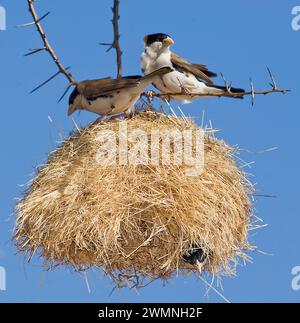 Schwarzkappenweber (Pseudonigrita cabanisi) nistet im Samburu National Reserve, Kenia. Stockfoto