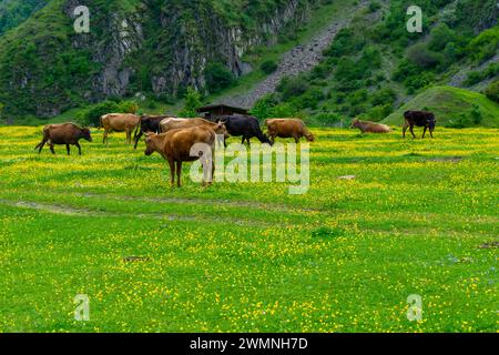 Kühe grasen auf der üppigen grünen Wiese von Shatili Medieval Fortress Village, Georgia Stockfoto