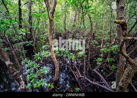 Mangrovenbäume im Jozani Chwaka Bay National Park, Sansibar Stockfoto