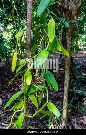 Vanilla ist ein Gewürz, das aus Orchideen der Gattung Vanilla gewonnen wird und hauptsächlich aus Schoten der flachblättrigen Vanilla (Vanilla planifolia) gewonnen wird. Foto Stockfoto