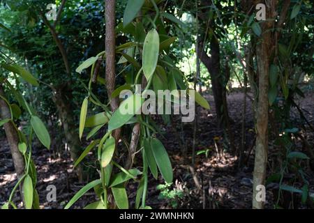 Vanilla ist ein Gewürz, das aus Orchideen der Gattung Vanilla gewonnen wird und hauptsächlich aus Schoten der flachblättrigen Vanilla (Vanilla planifolia) gewonnen wird. Foto Stockfoto