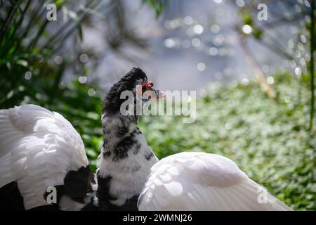 Die Moschusente (Cairina moschata), auch bekannt als Barbarenente, ist eine tropische Ente, die domestiziert wurde. Es wird aufgezogen Stockfoto