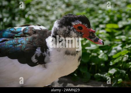 Die Moschusente (Cairina moschata), auch bekannt als Barbarenente, ist eine tropische Ente, die domestiziert wurde. Es wird aufgezogen Stockfoto