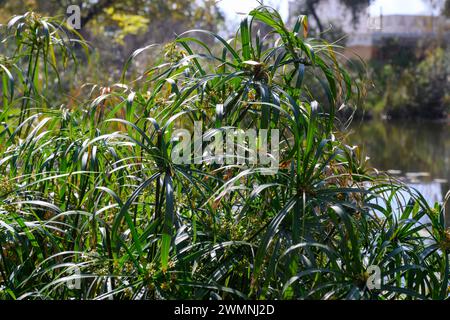 Regenschirmpflanze (Cyperus alternifolius syn Cyperus involucratus). Regenschirm-Palme genannt, Regenschirm-Papyrus und Regenschirm-Segge wächst am Ufer eines Mannes Stockfoto