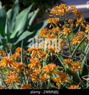 Korallenaloe, fotografiert in einem städtischen Kakteen-Garten, Tel Aviv, Israel Stockfoto