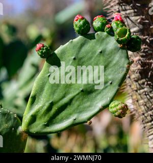 Rote Blüte und unreife Frucht eines Opuntia cochenillifera [Cochineal Cactus, Cochineal Nopal Cactus, Cochineal Opuntia, Nopal Cactus, Feigenkaktus Syn Stockfoto