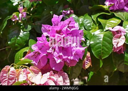 Blühende Bougainvillea (Bougainvillea glabra) in Ribeirao Preto, Sao Paulo, Brasilien Stockfoto