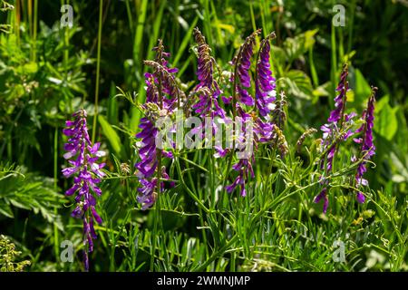 Wicken, vicia cracca wertvolle Honigpflanze, Futter und Heilpflanze. Zerbrechliche lila Blüten im Hintergrund. Wollblüte oder Futterwuchsblüte in Frühlingsgar Stockfoto