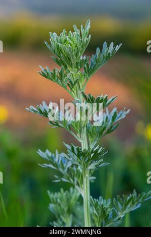 Silbergrüner Wermut hinterlässt Hintergrund. Artemisia absinthium, Absinth-Wermut-Pflanze im Kräuterküchengarten, Nahaufnahme, Makro. Stockfoto