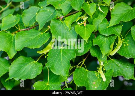 Tilia cordata-Blätter und -Früchte, die auf Baumzweigen wachsen. Stockfoto