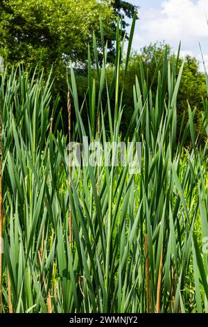 typha Wildpflanze am Teich, sonniger Sommertag. Typha angustifolia oder Cattail. Stockfoto