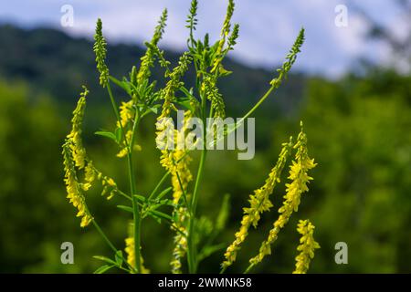 Die Blumen von Melilotus officinalis stehen im Sommer im hellen Hintergrund. Verschwommener Hintergrund von Gelb - Grün. Geringe Schärfentiefe. Stockfoto