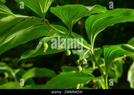 Unreife Beeren des Robbens von Angular Salomon, auch bekannt als Duftsaube von Salomon, Polygonatum odoratum. Stockfoto