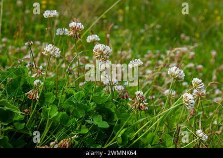 Klee oder Trefoil Blume, Nahaufnahme. Trifolium repens oder weiße Kleeblume mit drei Blättern. Niederländisches Klee ist krautig, kriechend, blühend, Stockfoto