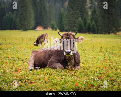 Braune Kuh, die auf einer Wiese in der alpinen Landschaft sitzt. Tiroler braune Kuh an einem regnerischen Tag. Stockfoto